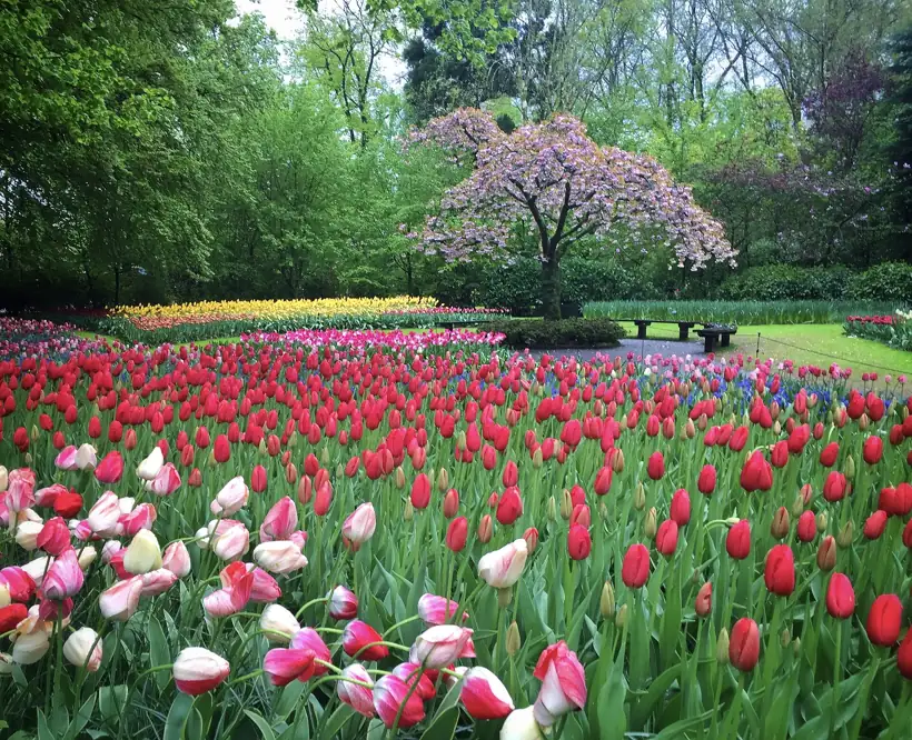 Keukenhof 🌷